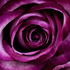 fiore passione